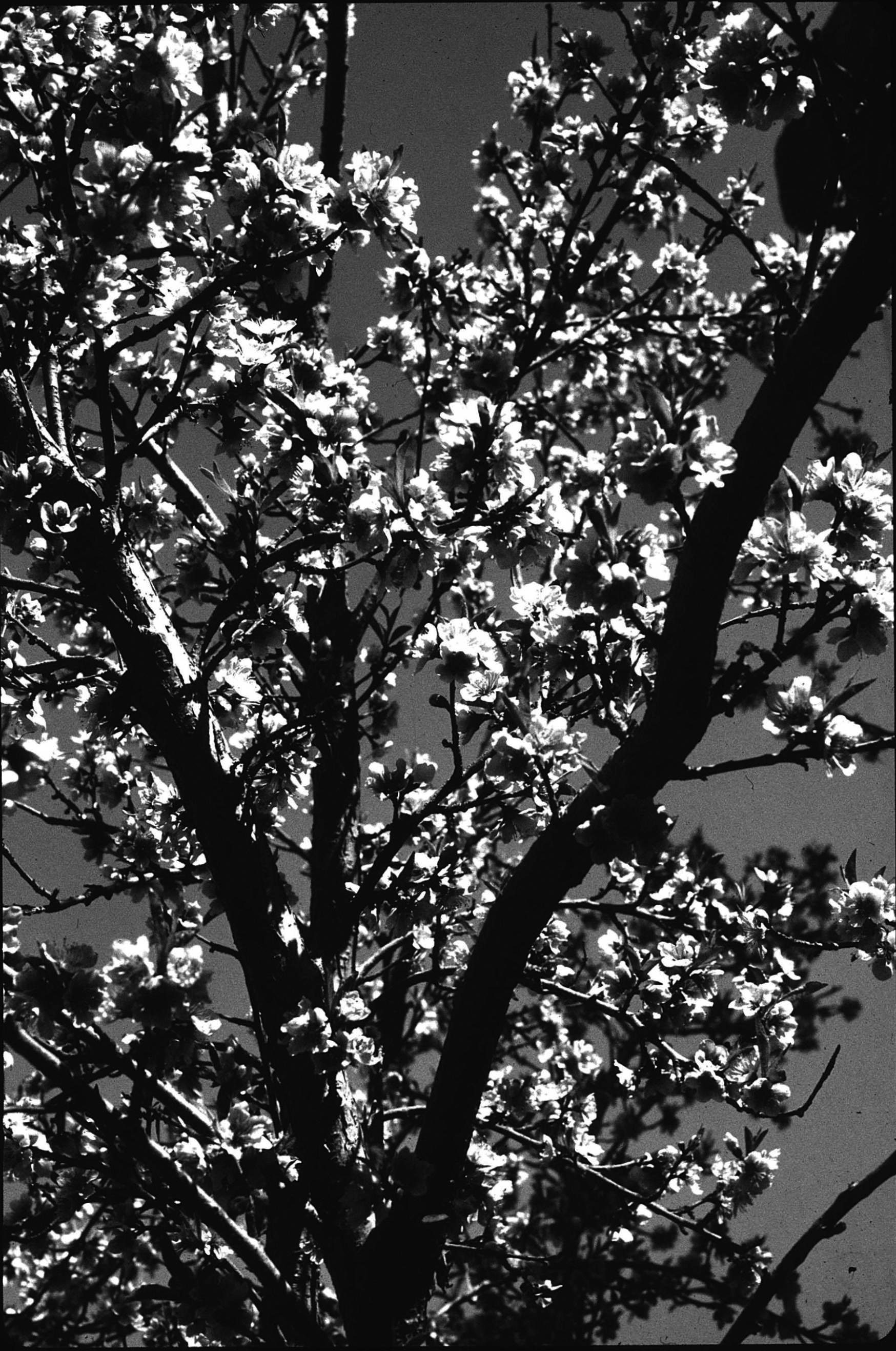 Duraznero: Prunus pérsica (L.) Sieb & Zucc. cultivado.